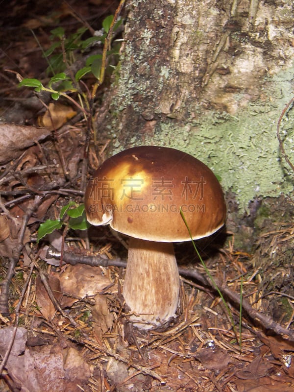 白蘑菇,美味牛肝菌,自然,垂直画幅,褐色,秋天,无人,苔藓,微球菌,膳食