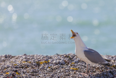 海鸥,水,天空,美,留白,水平画幅,无人,鸟类,动物身体部位,野外动物