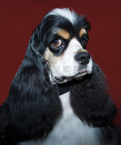 骑士,布莱尼姆,斯班尼犬,自然,垂直画幅,青铜,褐色,纯种犬,小的,小狗