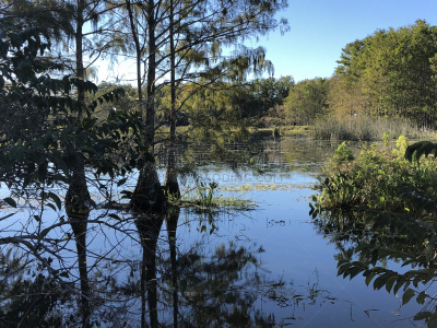 curled swamp plant