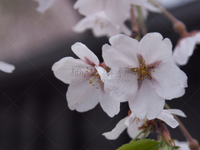 樱花,角馆,日本,秋田,水平画幅,旅行者,开花时间间隔,著名景点,风景,东北片区