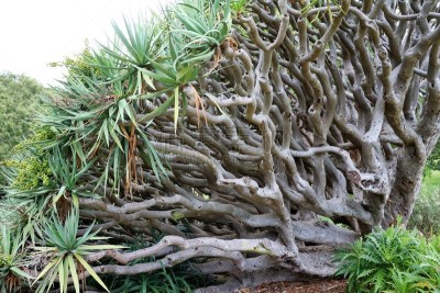 Dracaena draco Sydney, New South Wales Australia