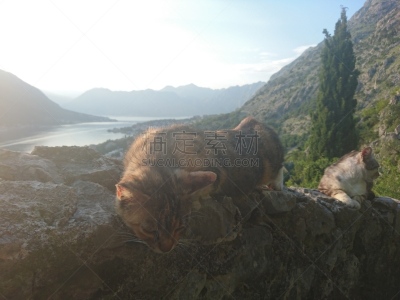 猫,科托尔湾,水平画幅,无人,围墙,黑山,摄影,旅行