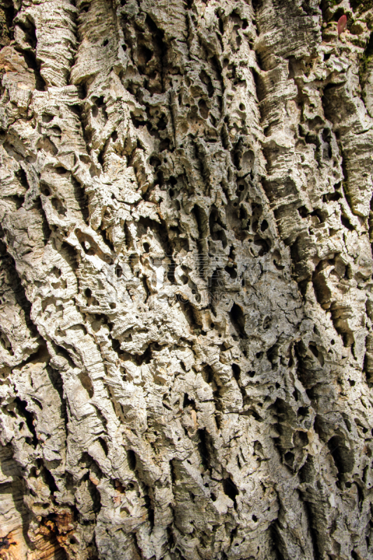 cork tree,垂直画幅,公园,褐色,细胞膜,纹理效果,衰老过程,平视角,古老的,户外