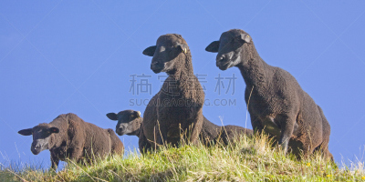 兽群,咩咩叫,草地,齐勒塔尔山脉,水平画幅,无人,户外,黑色,山脉,山
