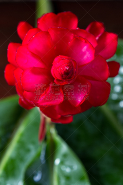 紫姜,花头,垂直画幅,美,状态描述,无人,生姜,特写,哥斯达黎加,植物