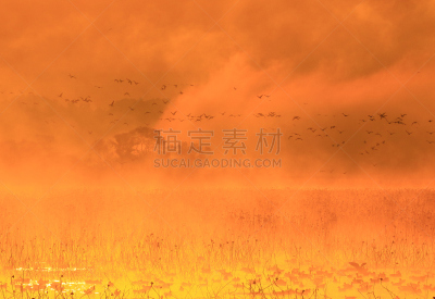 早晨,izunuma,水,天空,水平画幅,无人,鸟类,野外动物,沼泽,户外
