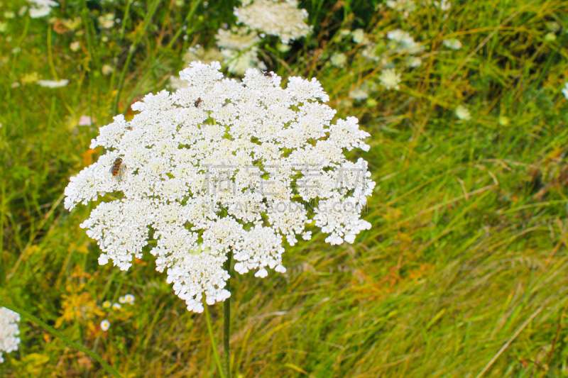 queen annes lace,自然,草地,野生动物,胡萝卜,水平画幅,无人,鸟类,夏天,户外