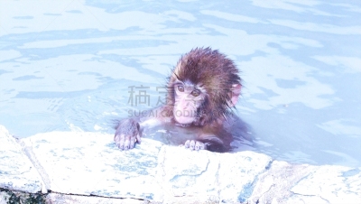 日本猕猴,可爱的,留白,水平画幅,雪,猴子,野外动物,户外,哺乳纲,新年前夕