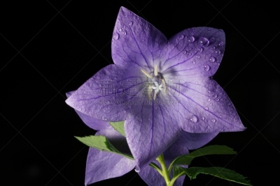桔梗花,蓝色,美,芳香的,水平画幅,无人,纯净,室内植物,特写,仅一朵花