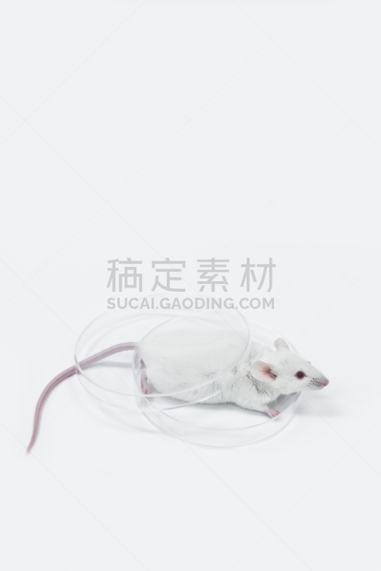 鼠,皮氏培养皿,白色,垂直画幅,装管,老鼠,科学实验,井,科学,生物学