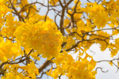 小号,巴拉圭,自然,水平画幅,无人,唇形科,夏至草,泰国,自然美,植物