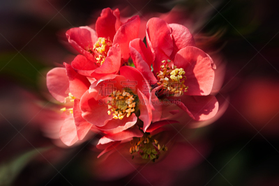 温柏,红色,花朵,芳香的,水平画幅,无人,户外,特写,植物,枝