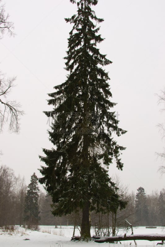 雪,在下面,沼穴,雾淞,垂直画幅,无人,户外,图像,特写,阶调图片