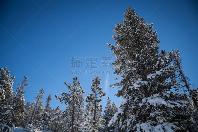 雪,冬天,松树,洛矶山脉,水平画幅,无人,普特县,庞多萨松木,户外,山脉