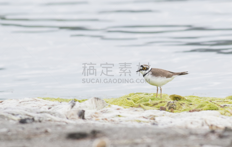 金眶鸻,黑胸鸻,水,美,褐色,水平画幅,鸟类,动物身体部位,野外动物,夏天