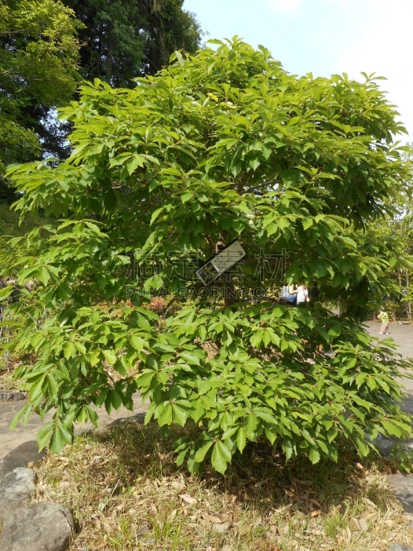 橡树,垂直画幅,天空,公园,香菇,无人,阴影,户外,树林,食用菌