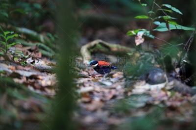 马来西亚,雄性动物,皮塔饼,头球,蓝色,自然,美,danum valley conservation area,野生动物,水平画幅