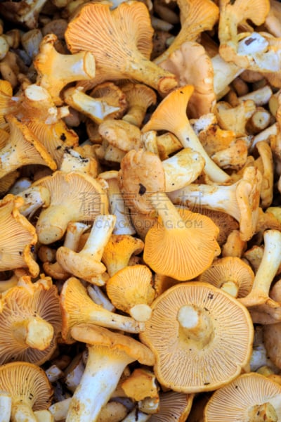 鸡油菌,基粒间片层,动脉硬化症,垂直画幅,留白,沙子,素食,夏天,乡村风格,食用菌