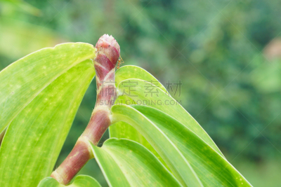 红色,自然,水平画幅,无人,园艺,户外,野生植物,生姜,特写,泰国