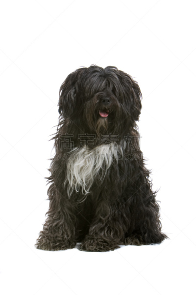 牧羊犬,黑色,阿卡巴士犬,匈牙利种牧羊犬,古英格兰牧羊犬,近海岸牧羊犬,毛茸茸的毛皮,垂直画幅,留白,家庭生活