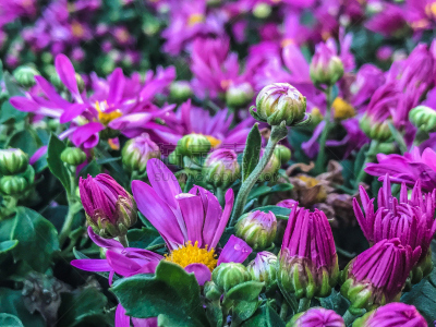 紫苑,紫罗兰,一半的,花头,美,水平画幅,无人,夏天,户外,特写