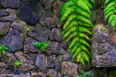 绿色,园林,西班牙,植物群,拥挤的,特内里费岛,水,兰花,枝繁叶茂,夏天
