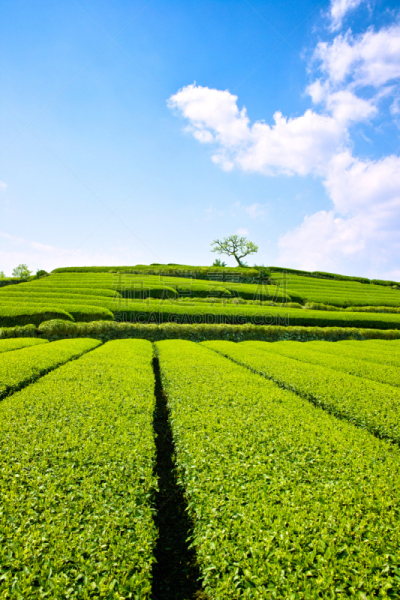 茶树,静冈县,叶绿素,垂直画幅,天空,新的,里山,东亚,农作物