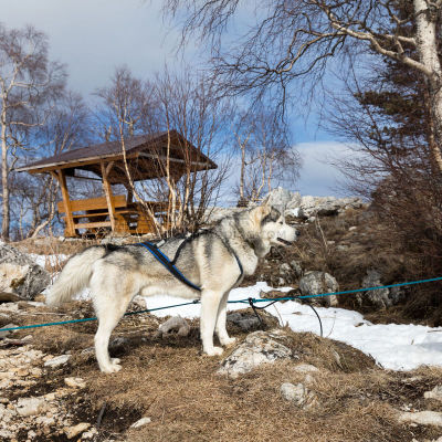 Dog Sledding - Travel Destination, Husky dog in the sled run in the snow