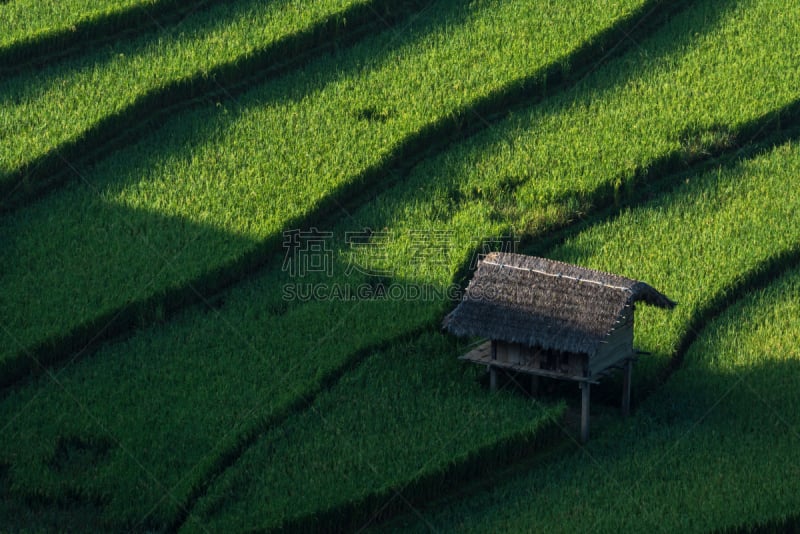 梯田,拉茶,田地,越南,稻,mud pot,白族,山谷市,老街省,沙坝