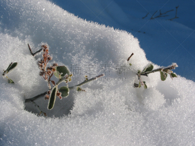 石兰科常绿灌木,寒冷,水平画幅,雪,无人,户外,冰,霜,冰晶,植物