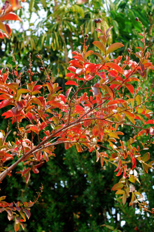 crepe myrtle tree,秋天,垂直画幅,无人,口红树,叶子,特写,树,摄影