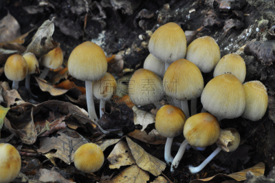 蘑菇,森林,深的,褐色,水平画幅,无人,墨水,组物体,户外,草