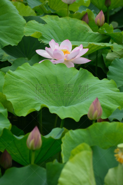 荷花,粉色,莲池,自然,垂直画幅,绿色,云,地形,无人,爱知县