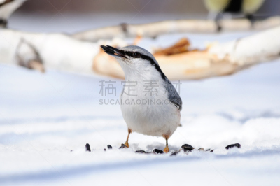 雪,五子雀,茶腹鳾,向日葵籽,背景,自然,野生动物,冬天,图像,霜