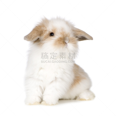 小兔子,机敏,褐色,驯养动物,无人,兔子,哺乳纲,白色,毛绒绒,看
