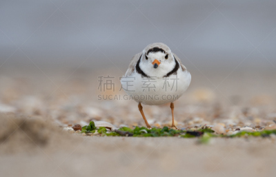 鸻,自然,濒危物种,野生动物,笛鸻,图像,美国,小的,动物,鸟类