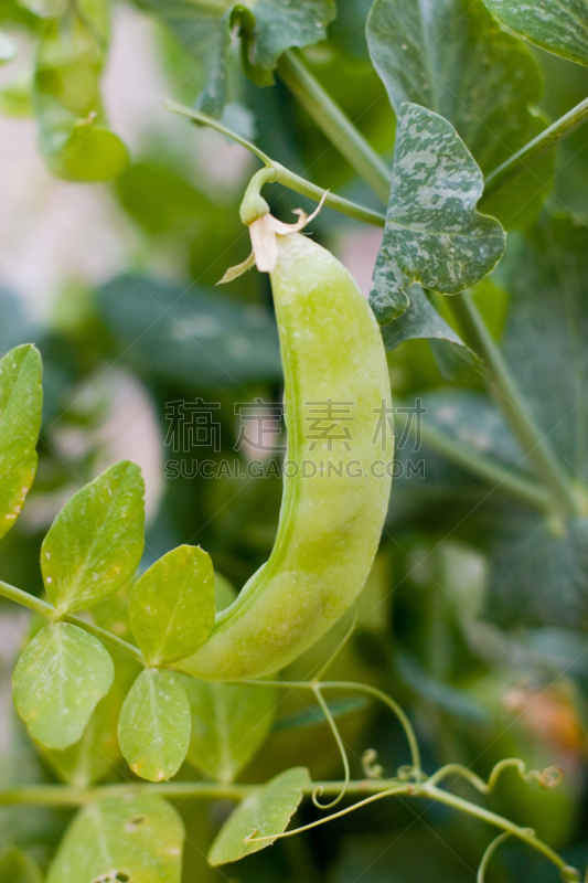 豌豆荚,一模一样,垂直画幅,菜园,有蔓植物,豌豆,无人,户外,彩色图片,豆荚
