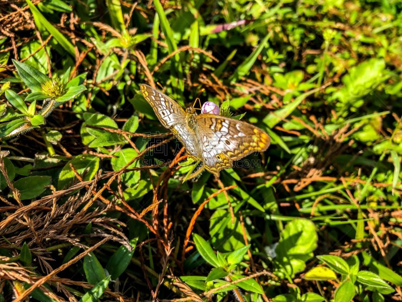 白孔雀铗蝶,沼泽,佛罗里达,褐色,水平画幅,动物身体部位,夏天,户外,特写,两翼昆虫