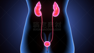 肾脏,绘画插图,三维图形,女性,输尿管,卵巢癌,卵巢,人类肾脏