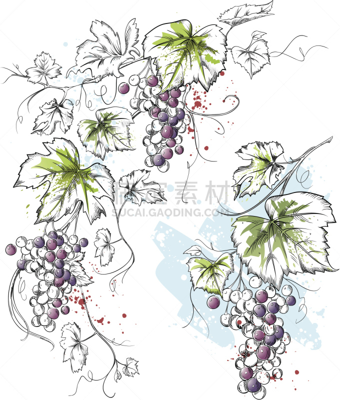有蔓植物,水彩画,墨水,水彩画颜料,季节,潦草,葡萄酒厂,矢量,喷