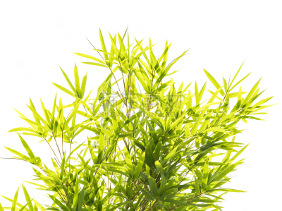 竹子叶,背景分离,白色,分离着色,垂直画幅,留白,新的,枝繁叶茂,草,热带灌木