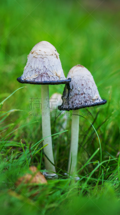 小的,鸡腿菇,蘑菇,笔帽状蘑菇,自然,垂直画幅,褐色,秋天,无人,欧洲