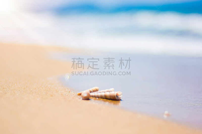 贝壳,海滩,海洋,波浪,水边,青绿色,华丽的,撒谎者,自然美,水