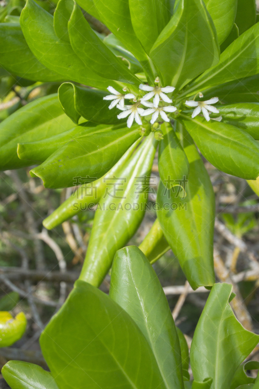 巴哈马国,植物,海滩,垂直画幅,绿色,无人,户外,岛,白色,艾克苏马