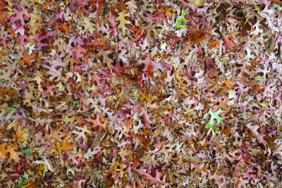 秋天,北方红橡树,叶子,自然,水平画幅,绿色,无人,红色,植物,大量物体