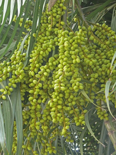 bamboo palm,水果,马达加斯加棕榈,金棕榈,槟榔属,槟榔树,黄绿色,自然,垂直画幅,公园