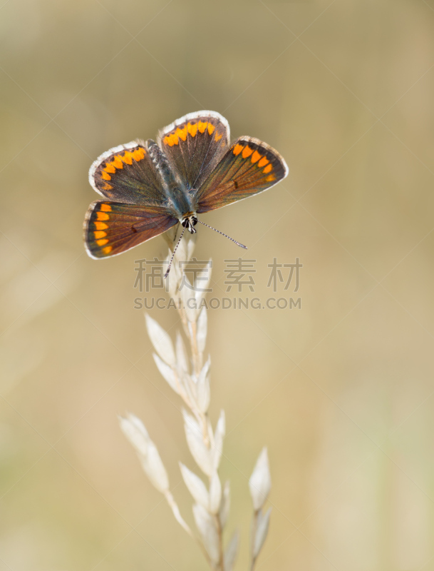 蝴蝶,草,大特写,茎,褐色灰蝶,自然,垂直画幅,褐色,橙色,无人