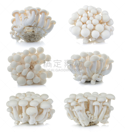 姬菇,山毛榉树,蘑菇,食用菌,白色,自然,垂直画幅,真菌,无人,2015年