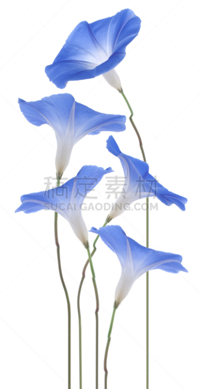 牵牛花,垂直画幅,无人,蓝色,白色背景,组物体,背景分离,特写,影棚拍摄,一年生植物